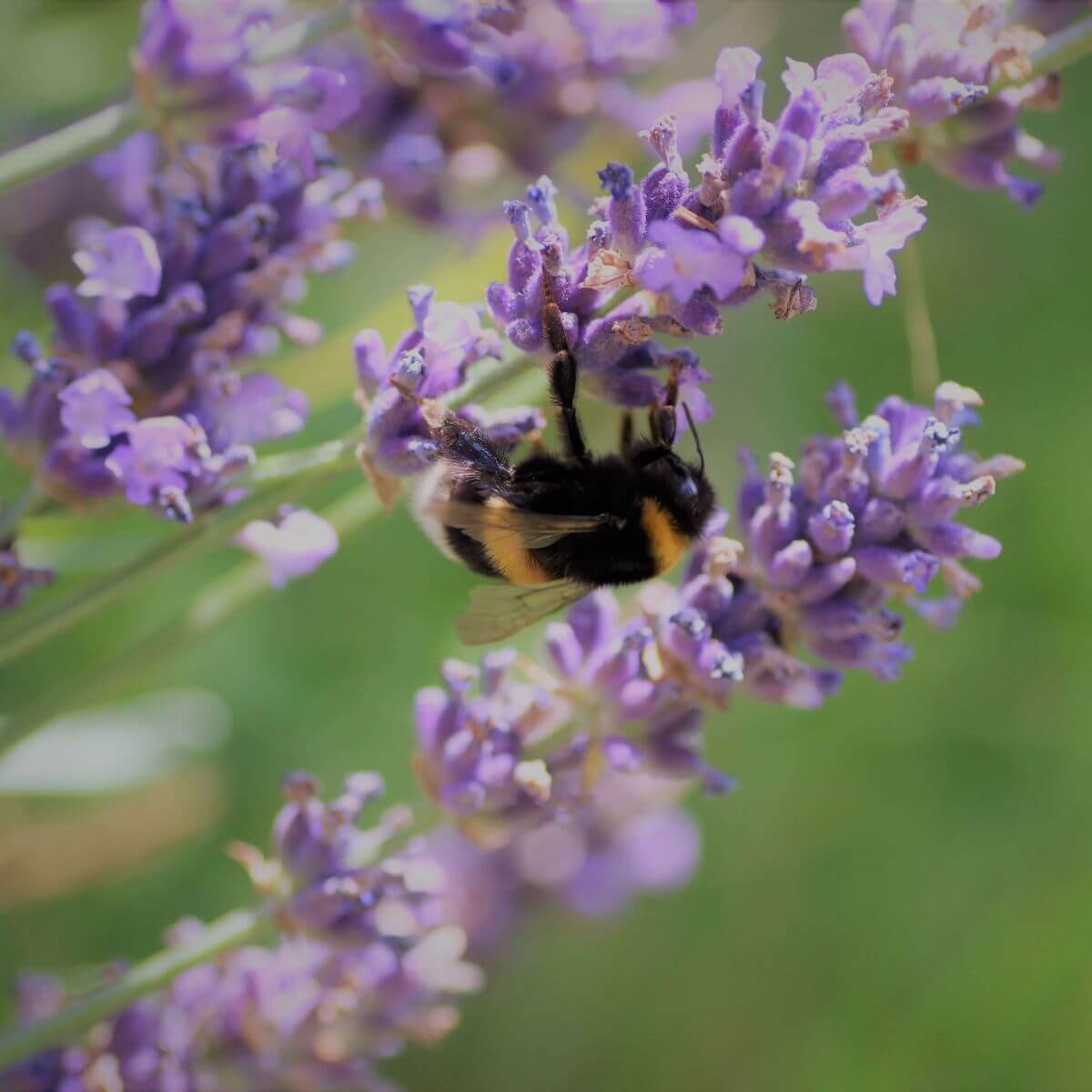 Hummel auf Lavendelblüte