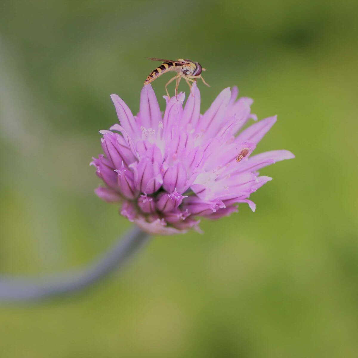 Schnittlauchblüte mit Insekt